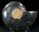 Black Ammonite (Half) - Rare Coloration #23912-1